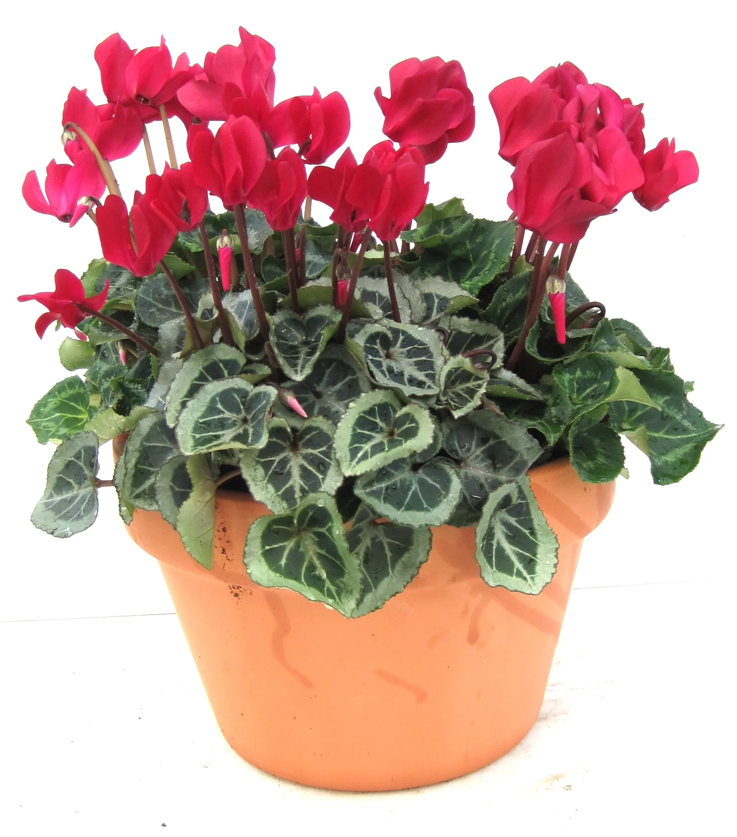Cyclamen ridged bowl