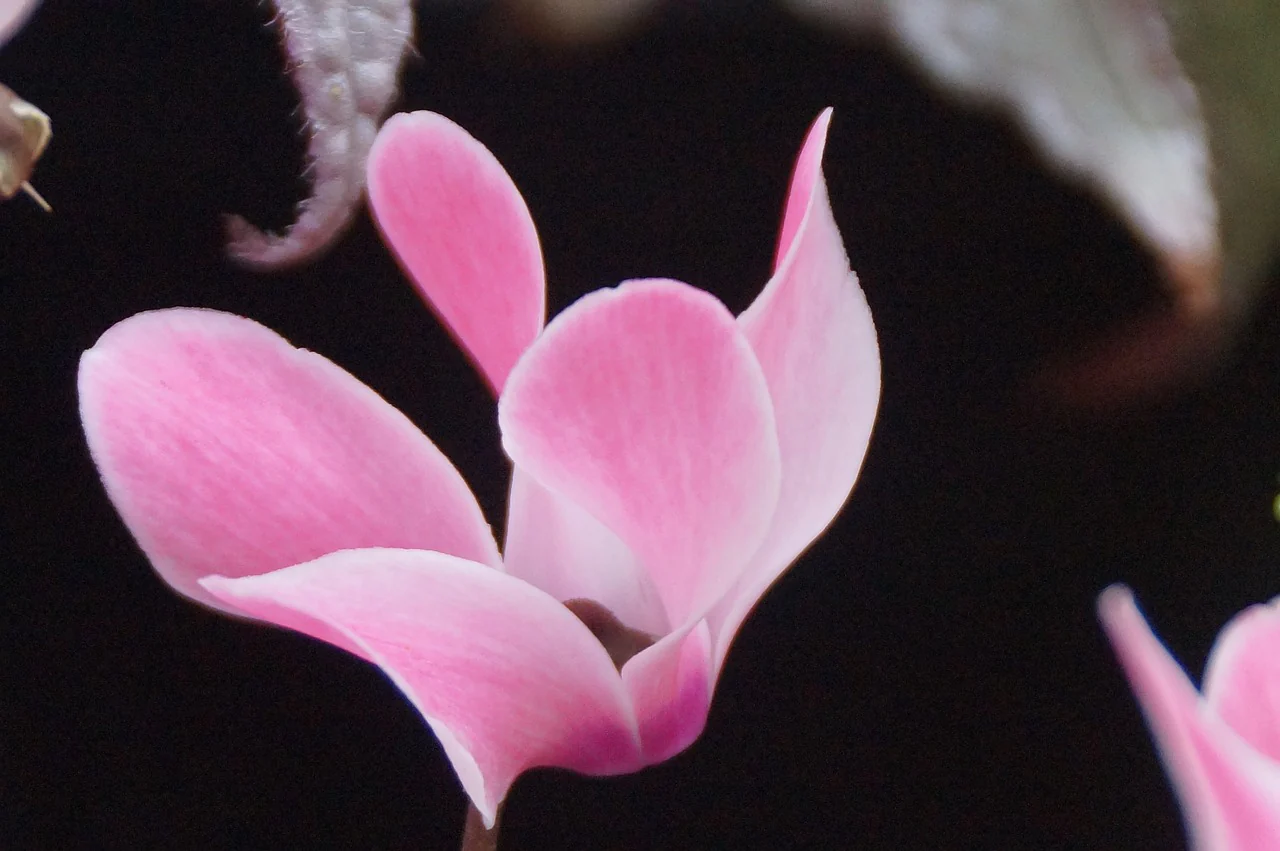 Cyclamen Soft Pink 10.5cm - Image 2