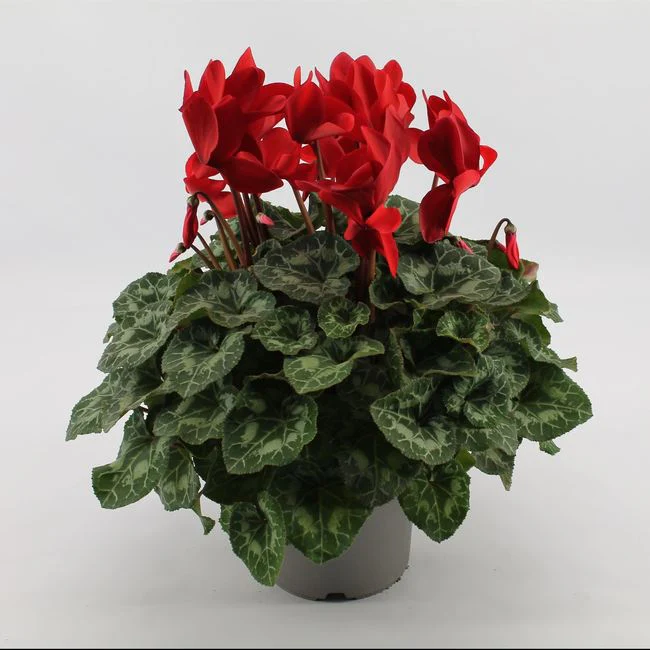 Cyclamen (SS) Mammoth red