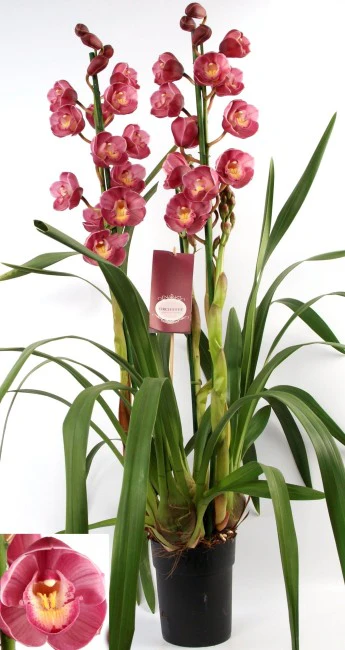 Cymbidium dark pink