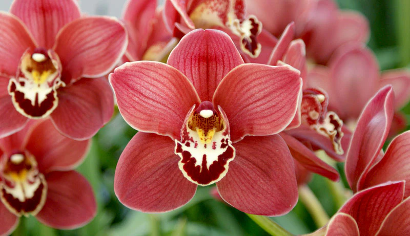 Cymbidium mix