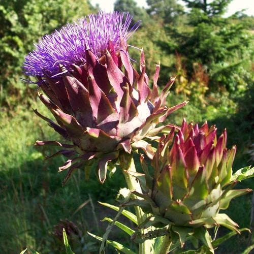 Cynara cardunculus - Image 2