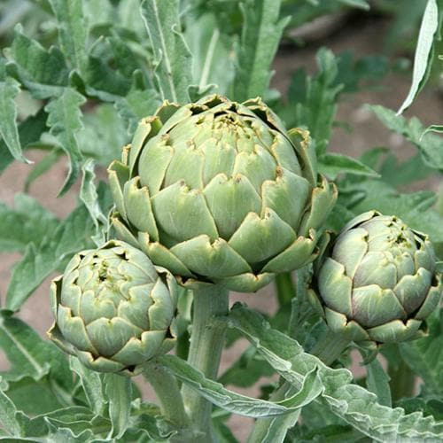 Cynara cardunculus - Image 3