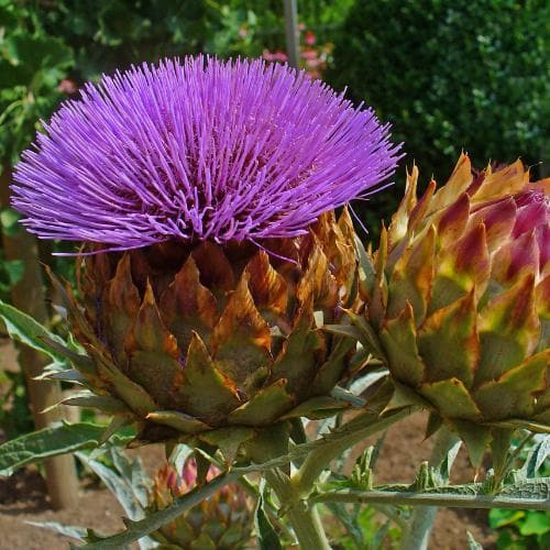 Cynara cardunculus - Image 4