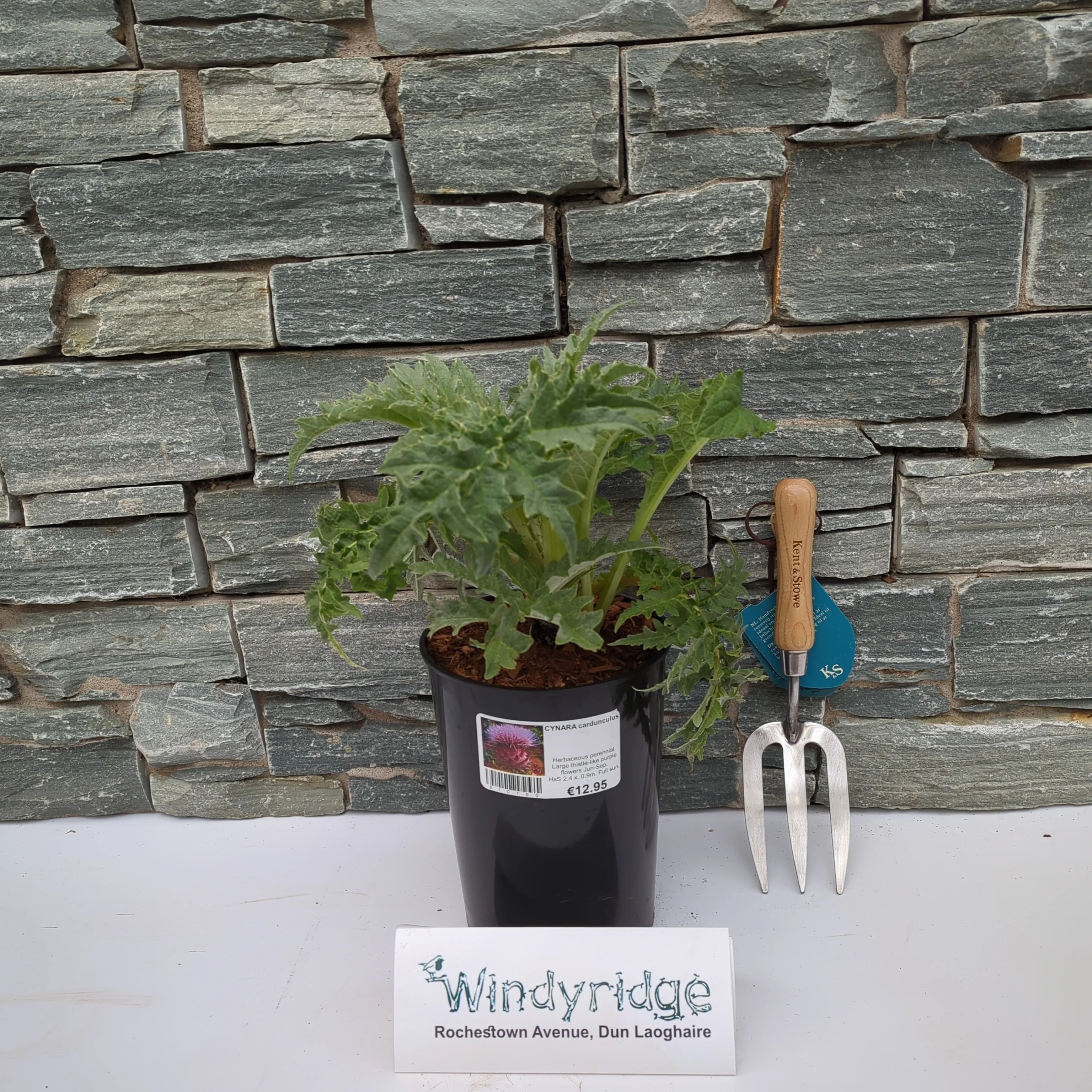 CYNARA cardunculus 4lt - Image 2