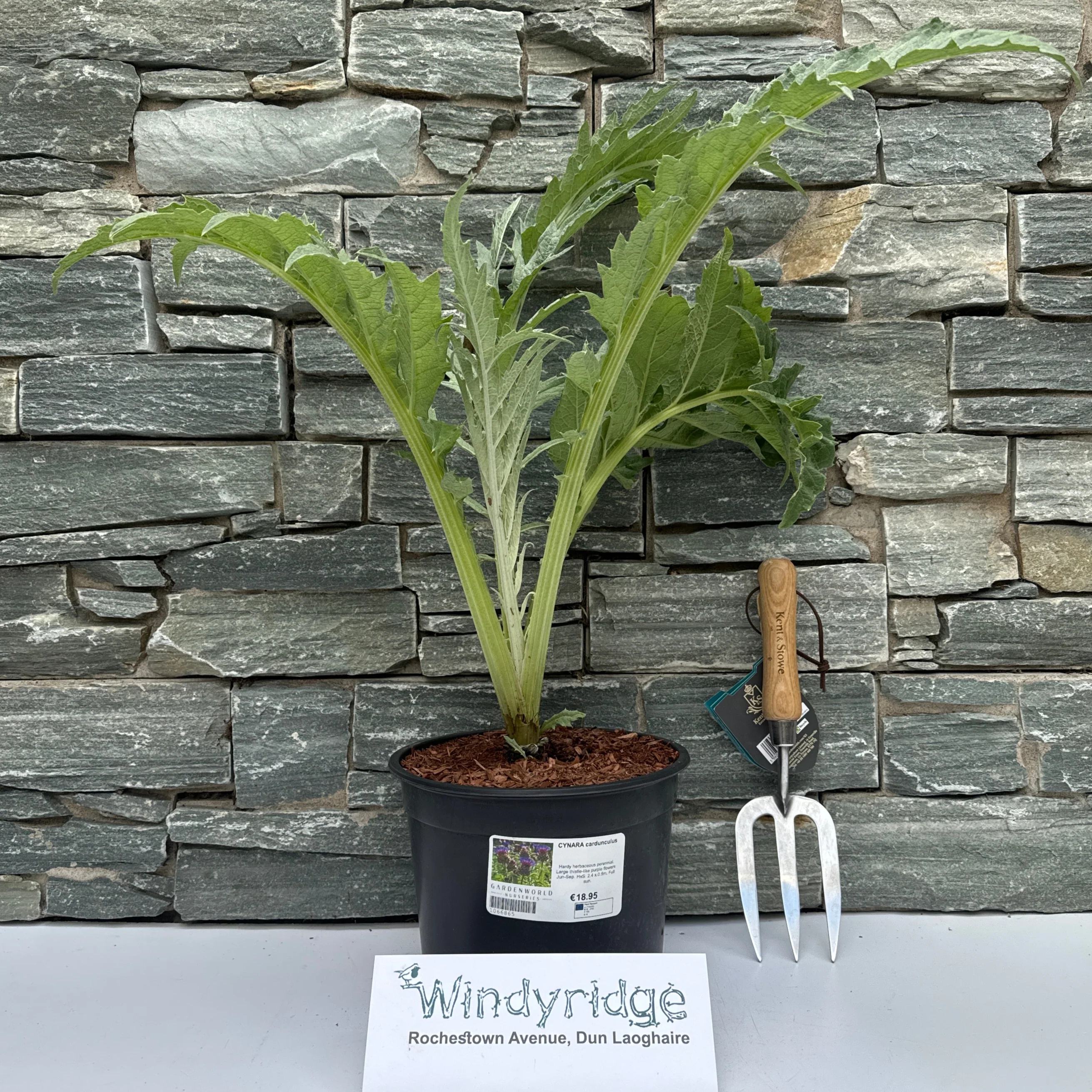 CYNARA cardunculus 5L