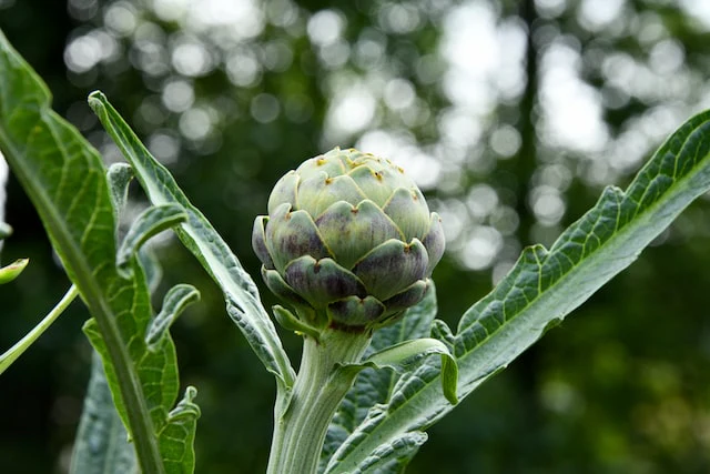 Cynara scolymus - Image 2