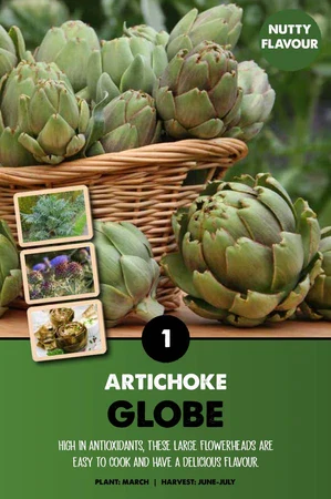 CYNARA SCOLYMUS ARTICHOKE  BIO x 1