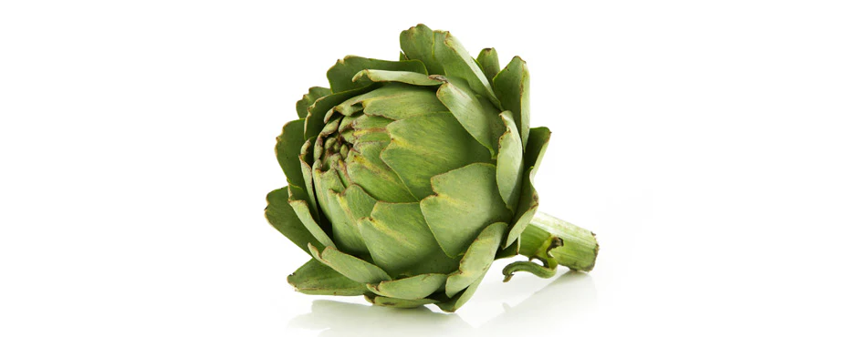 Cynara scolymus (Globe Artichoke)