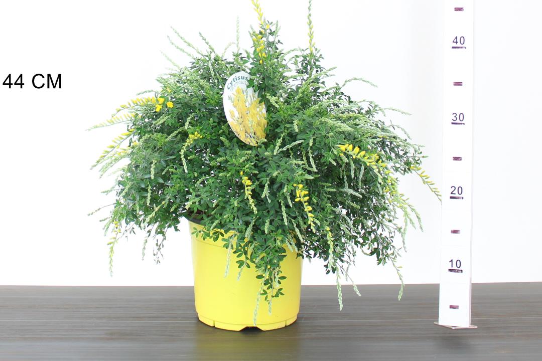 Cytisus  Racemosus - Image 3