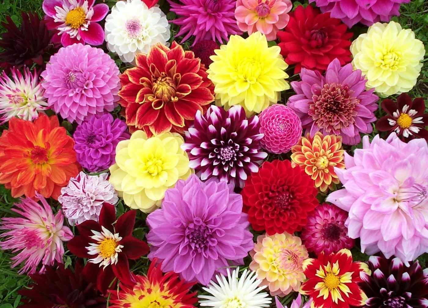 Dahlia