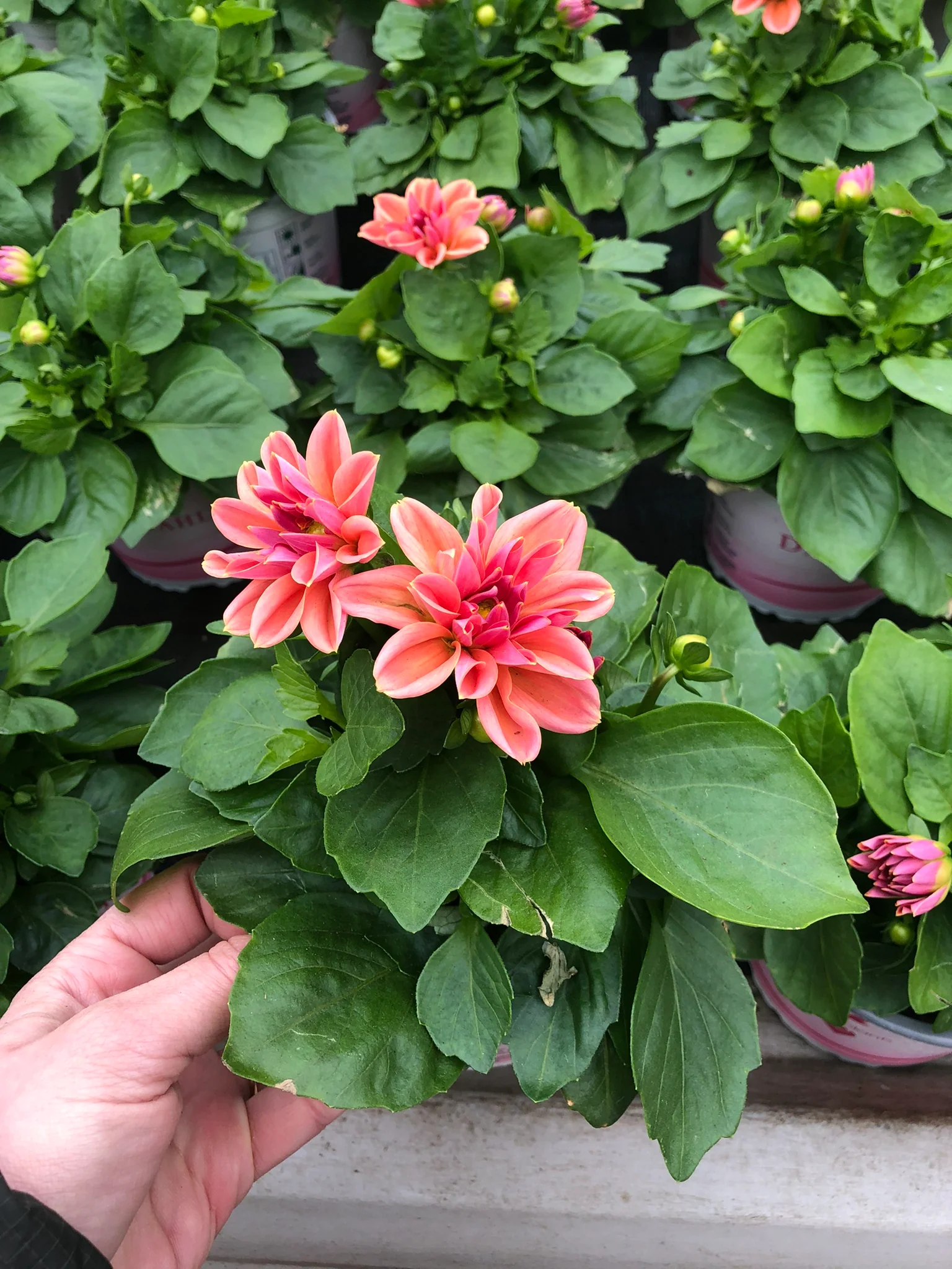 Dahlia - Image 2