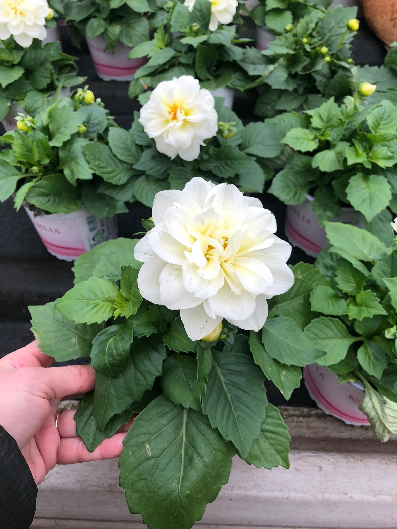 Dahlia - Image 3