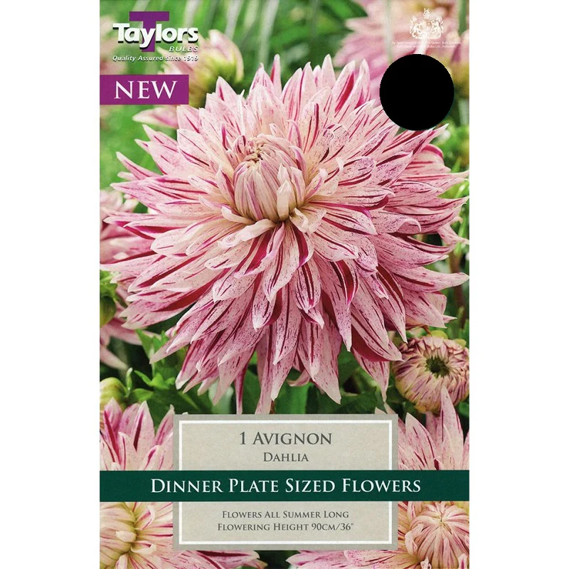 DAHLIA AVIGNON