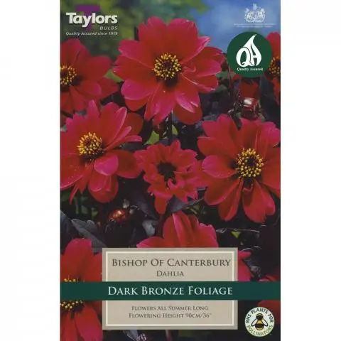 DAHLIA BISHOP OF CANTERBURY X 1