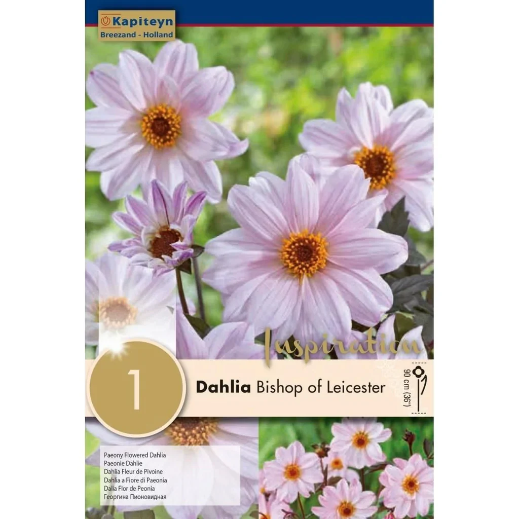 DAHLIA BISHOP OF LEICESTER