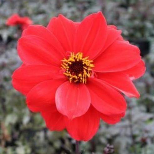 Dahlia 'Bishop of Llandaff' - Image 2