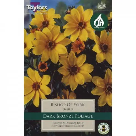 DAHLIA BISHOP OF YORK 1