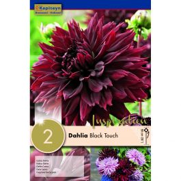 DAHLIA BLACK TOUCH 2