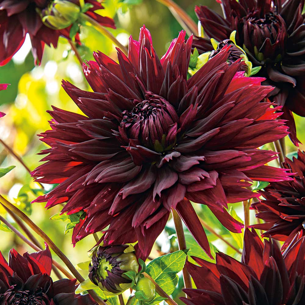 DAHLIA BLACK TOUCH I