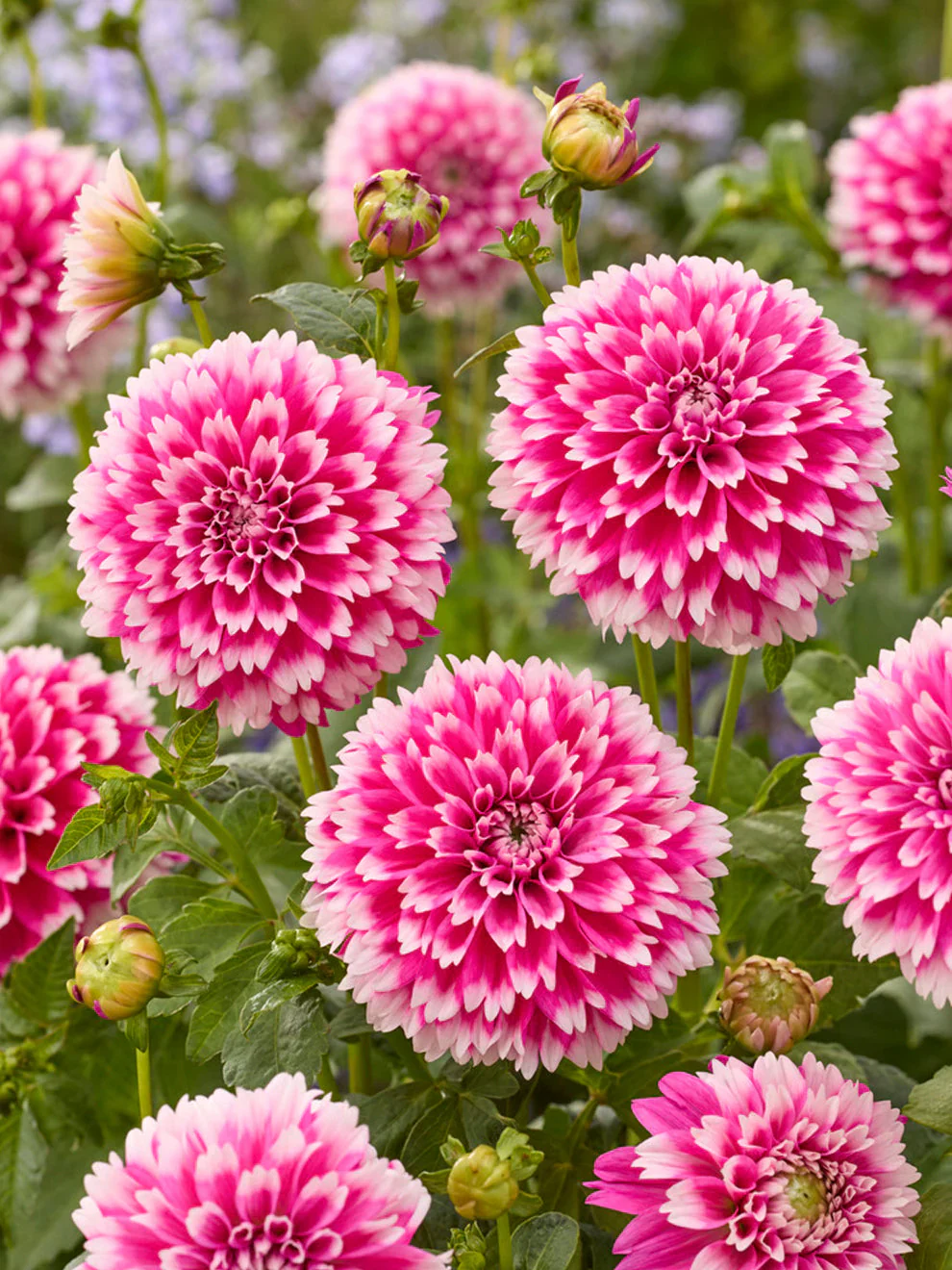 DAHLIA CACTUS SPIDER FUZZY WUZZY 2