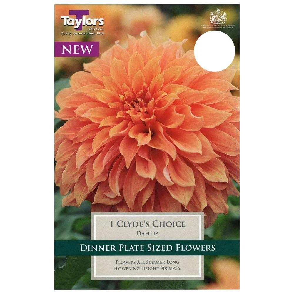 DAHLIA CLYDE S CHOICE - Image 2