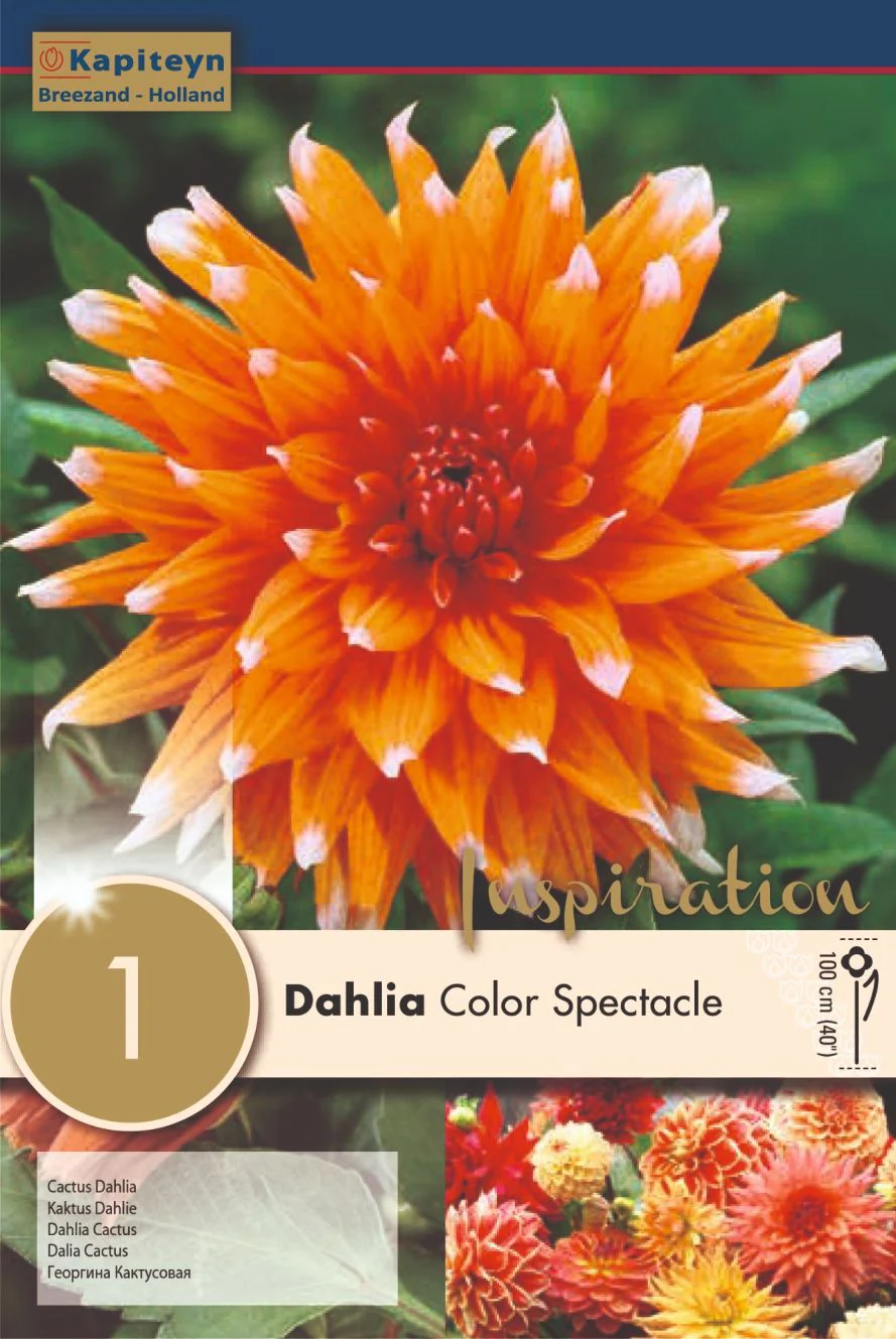 DAHLIA COLOR SPECTACLE