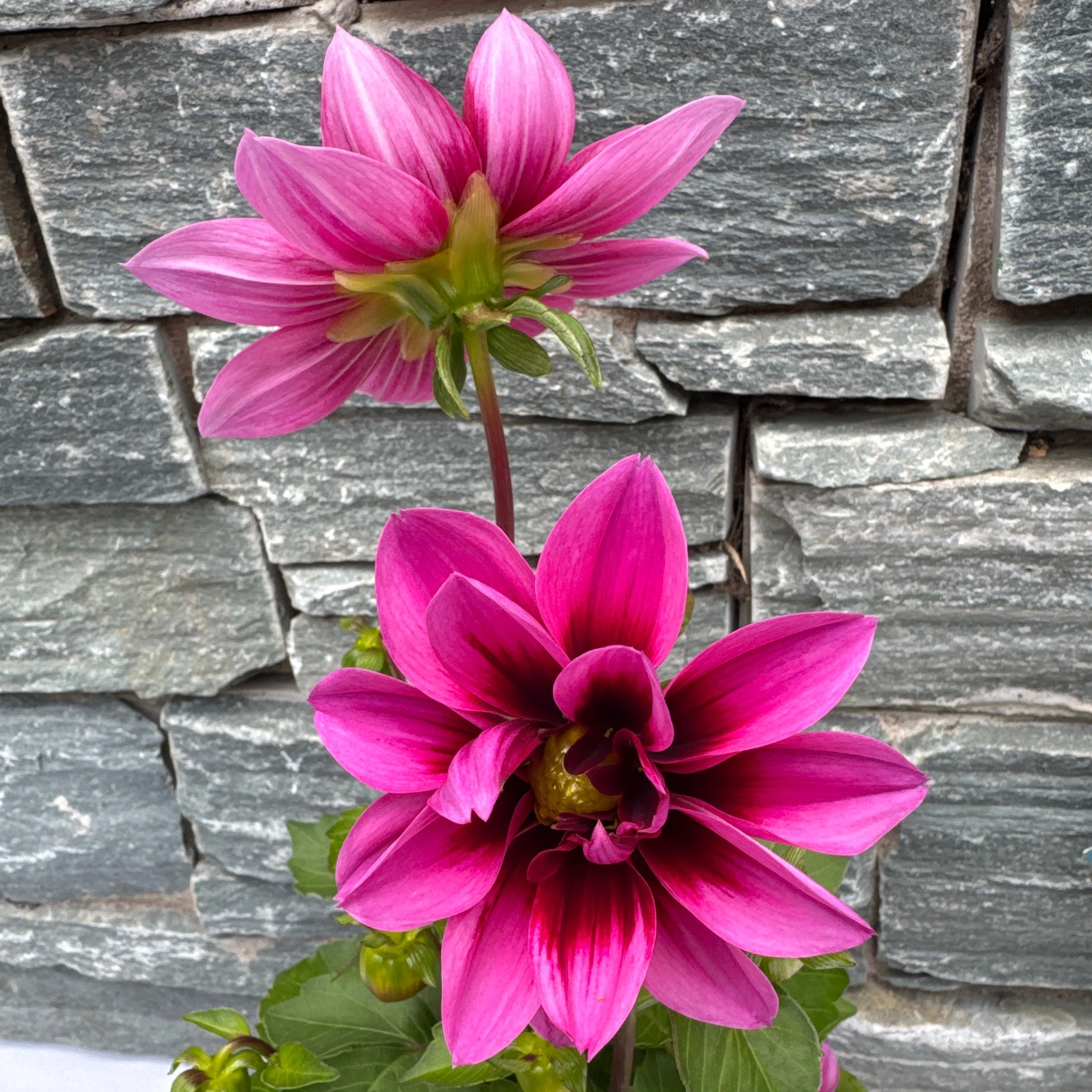 Dahlia Dahlietta Surprise Demi - Image 2