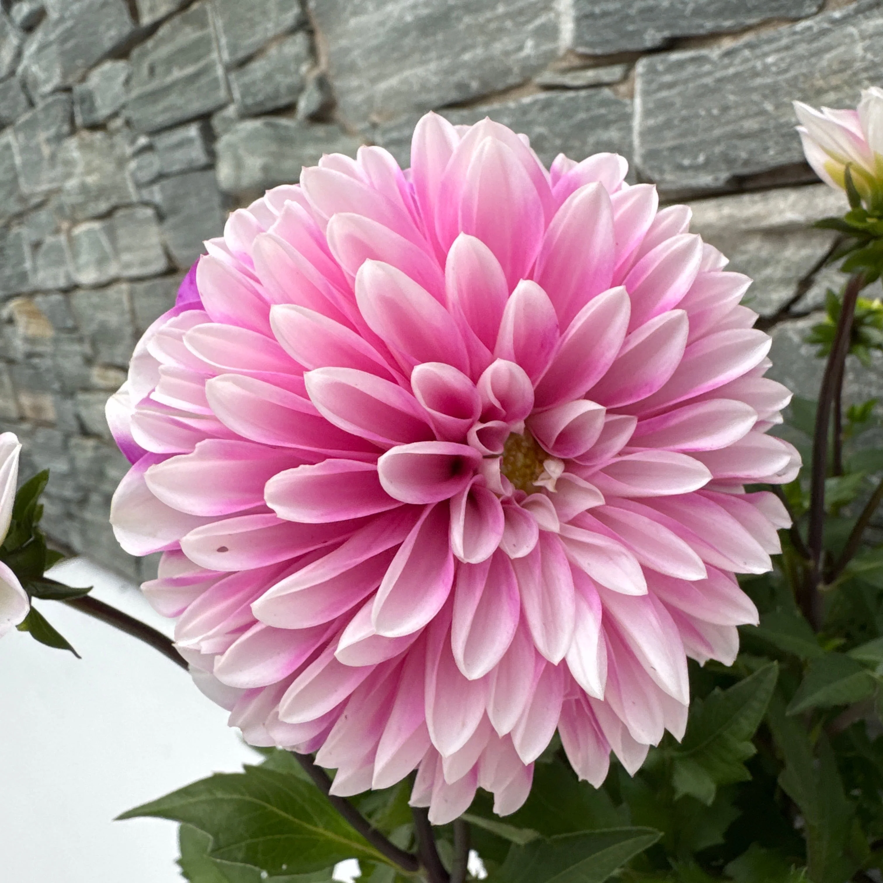 Dahlia Dalaya Pale Pink - Image 3