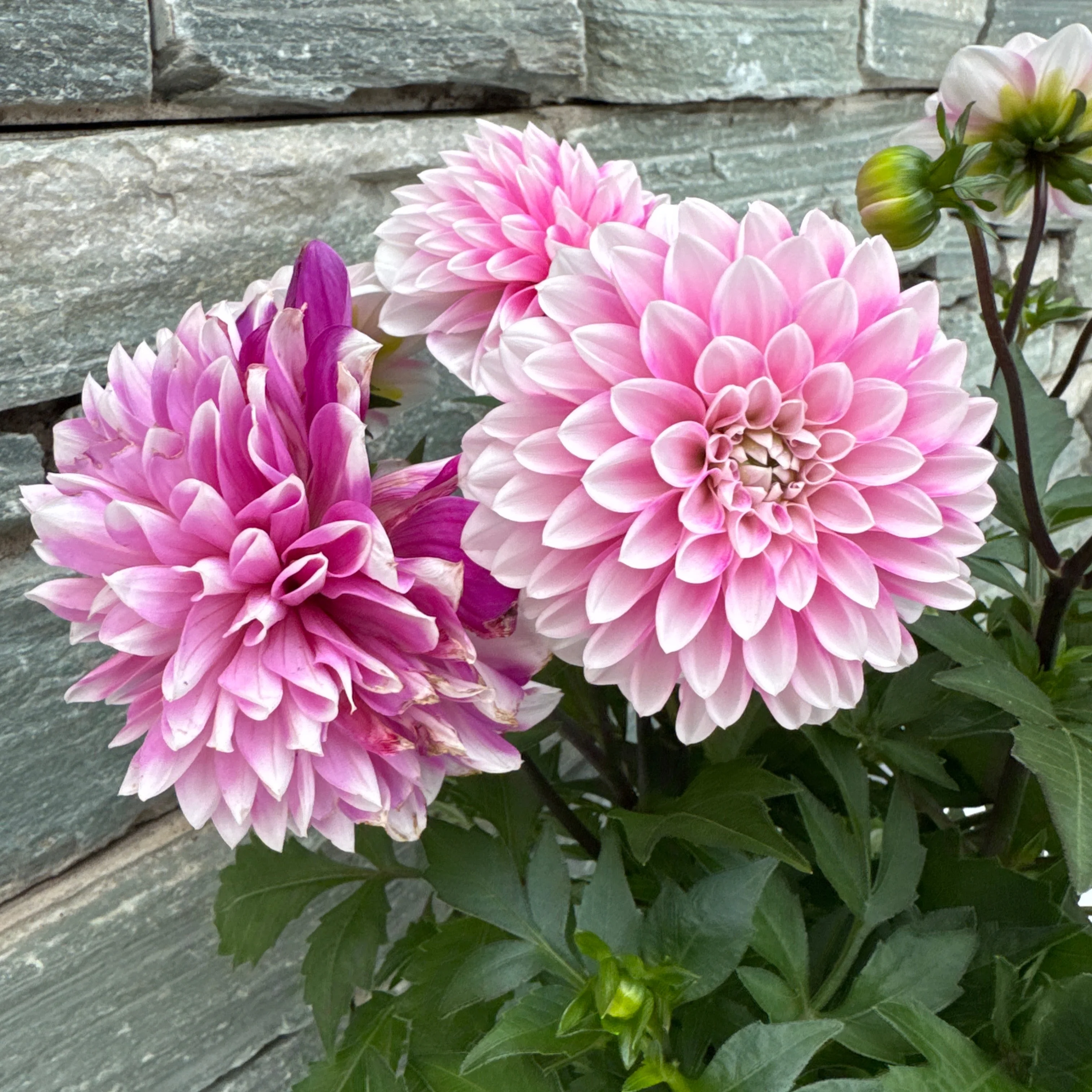 Dahlia Dalaya Pale Pink - Image 4