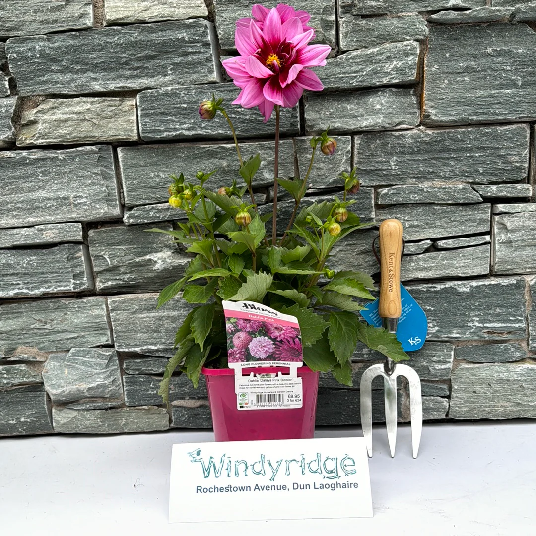 Dahlia Dalaya Pink Bicolor - Image 2