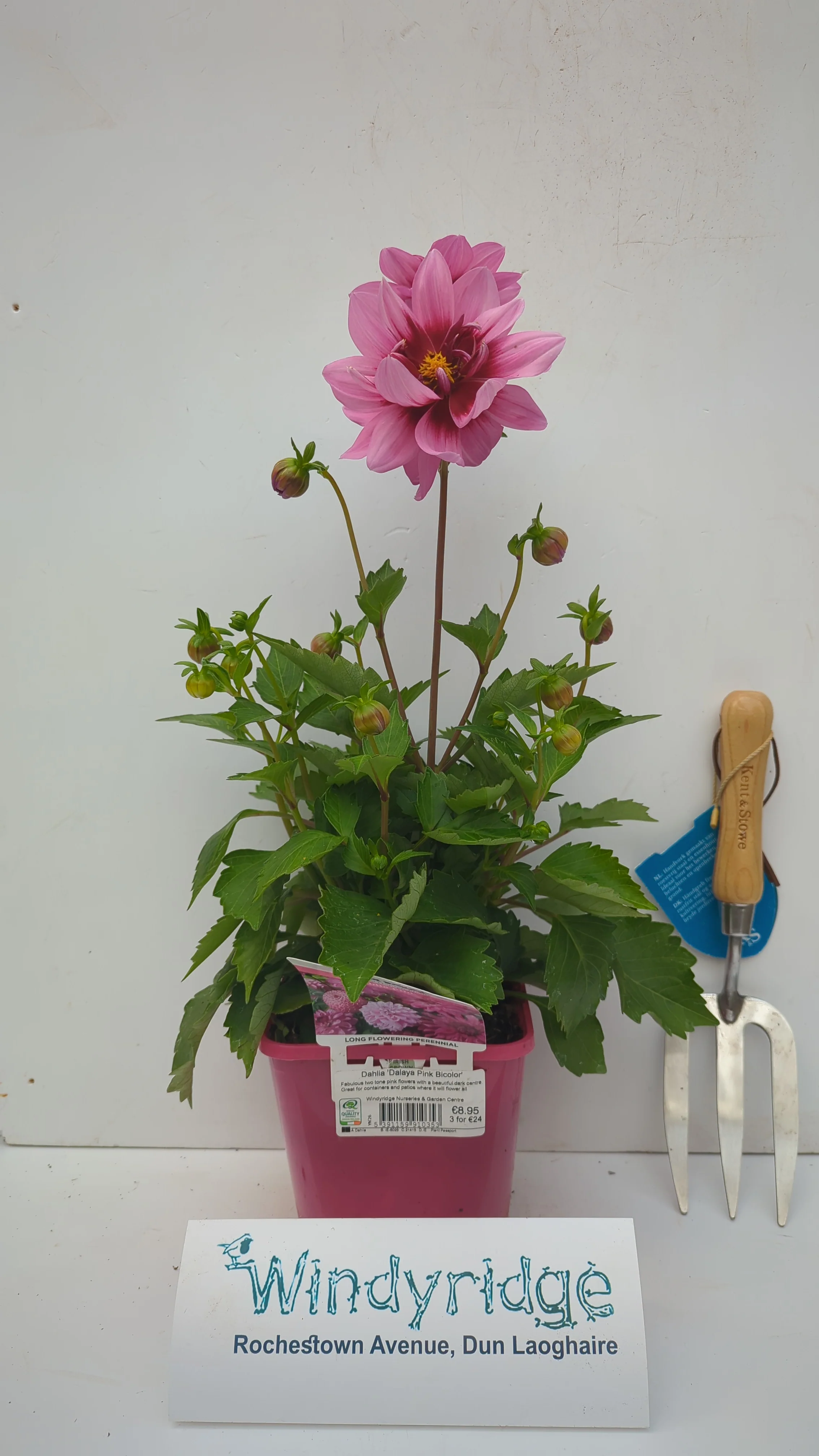 Dahlia Dalaya Pink Bicolor - Image 4