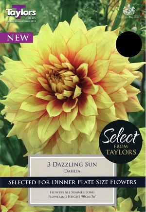 DAHLIA DAZZLING SUN I