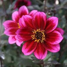 DAHLIA Dreamy Nights - Image 2