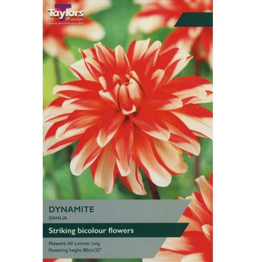 DAHLIA DYNAMITE I