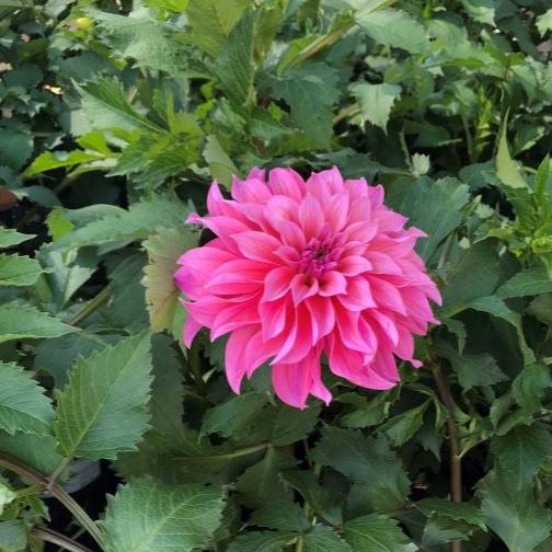 DAHLIA Emory Paul
