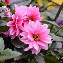 DAHLIA 'Fascination' - Image 2