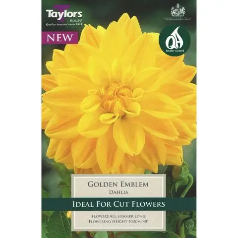 DAHLIA GOLDEN EMBLEM