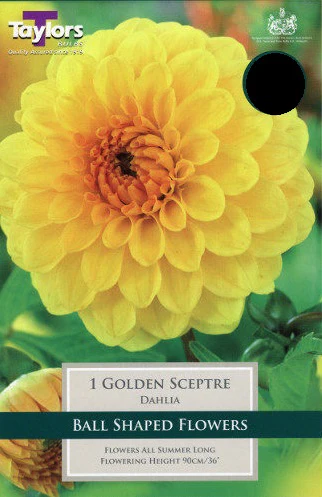 DAHLIA GOLDEN SCEPTRE I