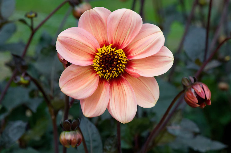 Dahlia Happy Single Kiss