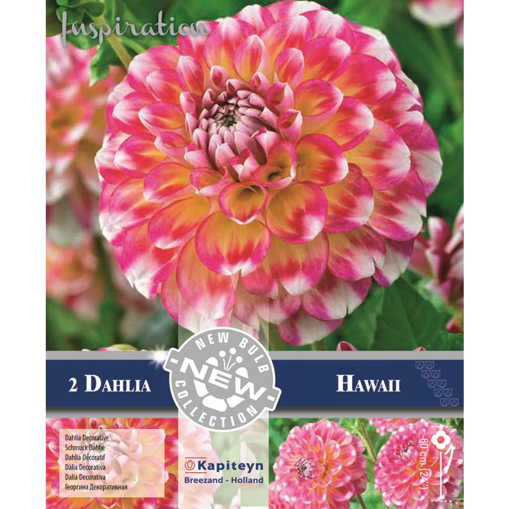 DAHLIA HAWAII