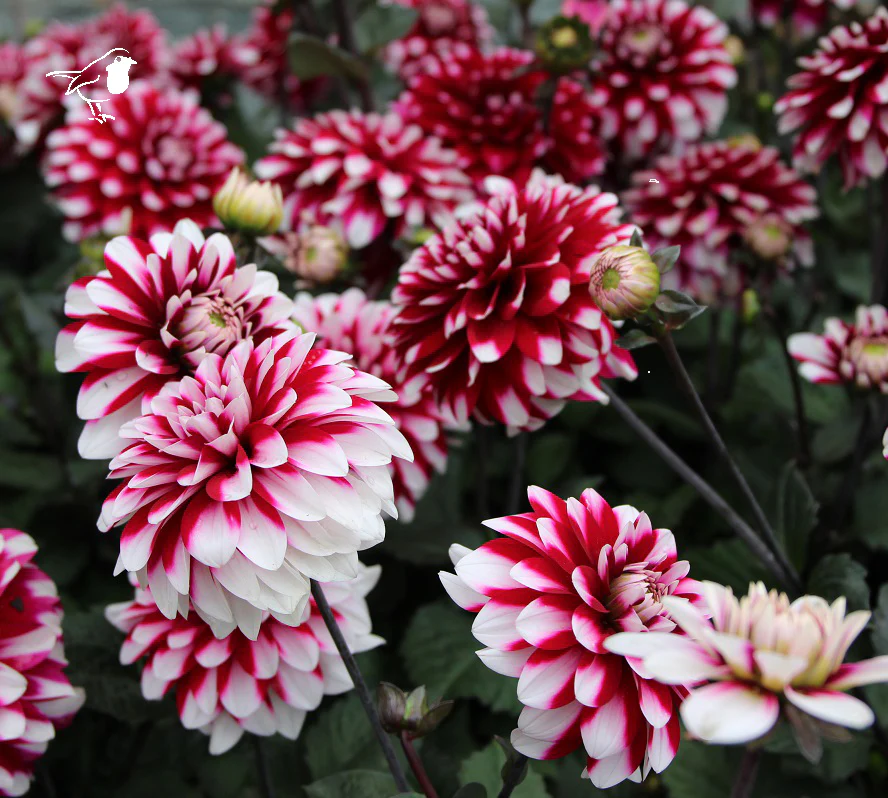 DAHLIA Karma Ying Yang