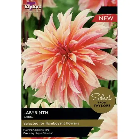 DAHLIA LABYRINTH 2