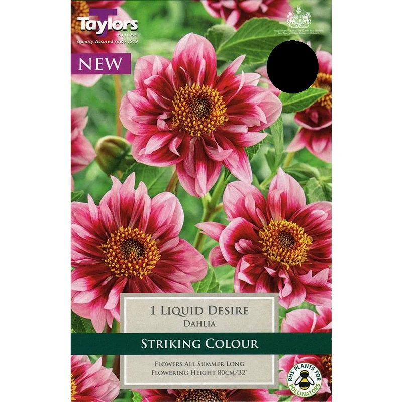DAHLIA LIQUID DESIRE