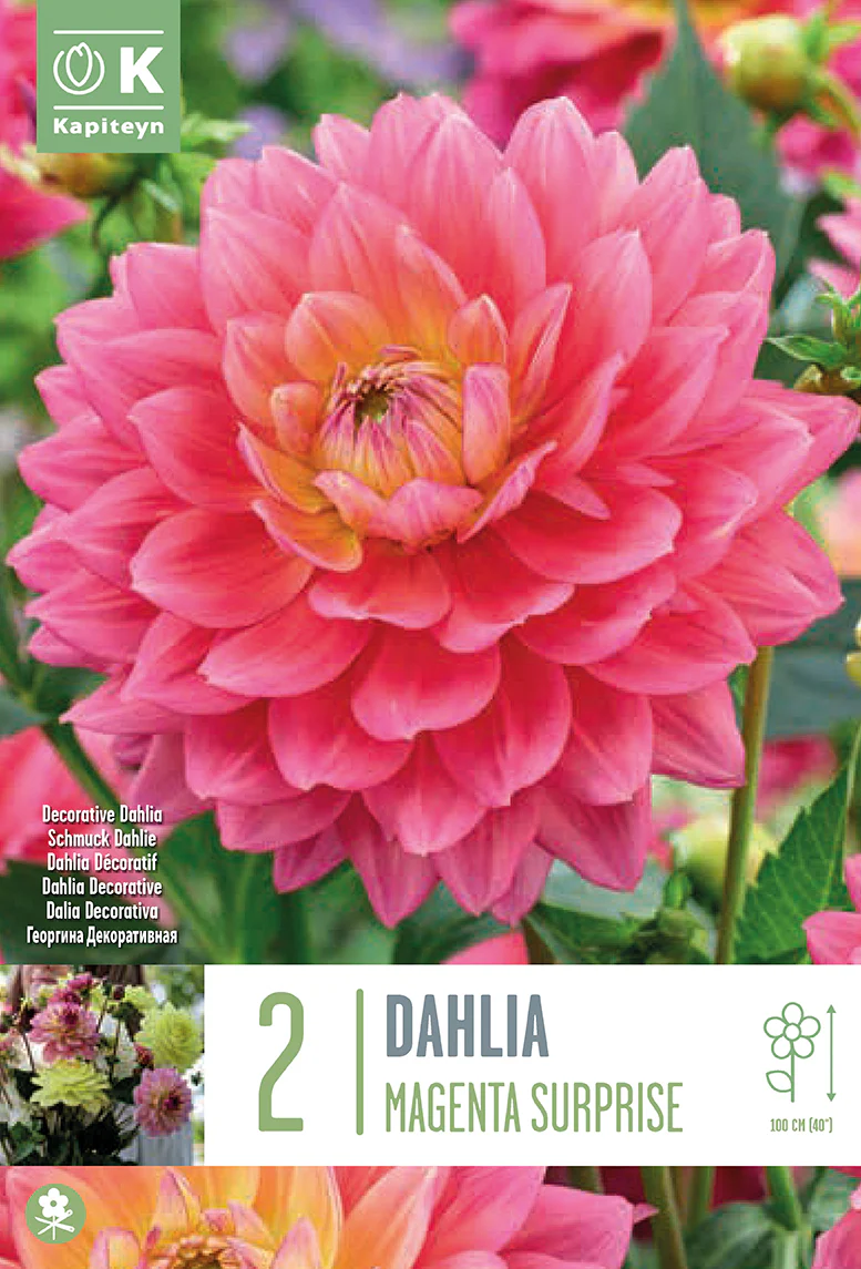 DAHLIA MAGENTA SURPRISE 2