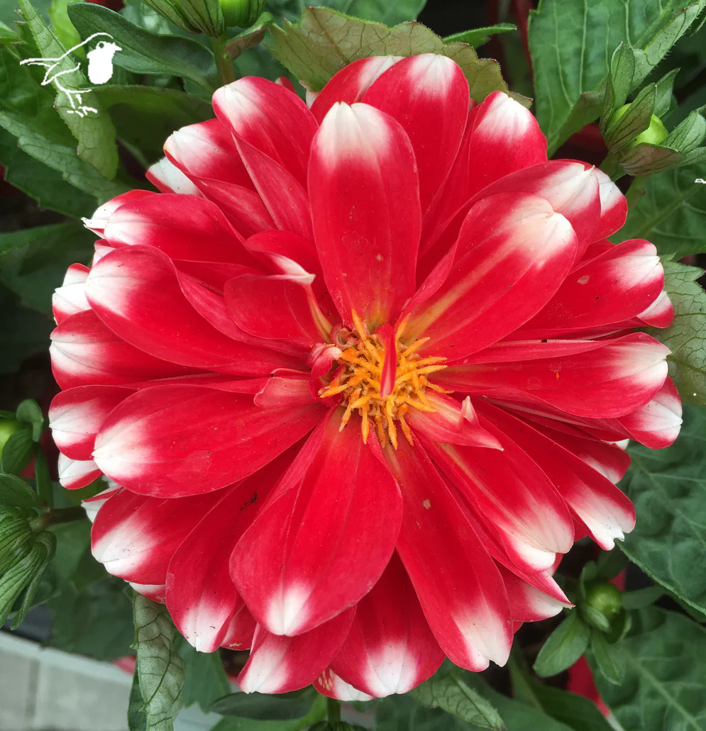 Dahlia maxi Merida