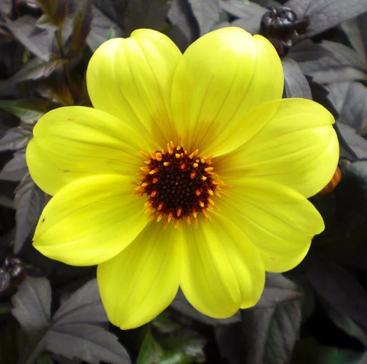 Dahlia 'Mystic Illusion' ® - Image 3