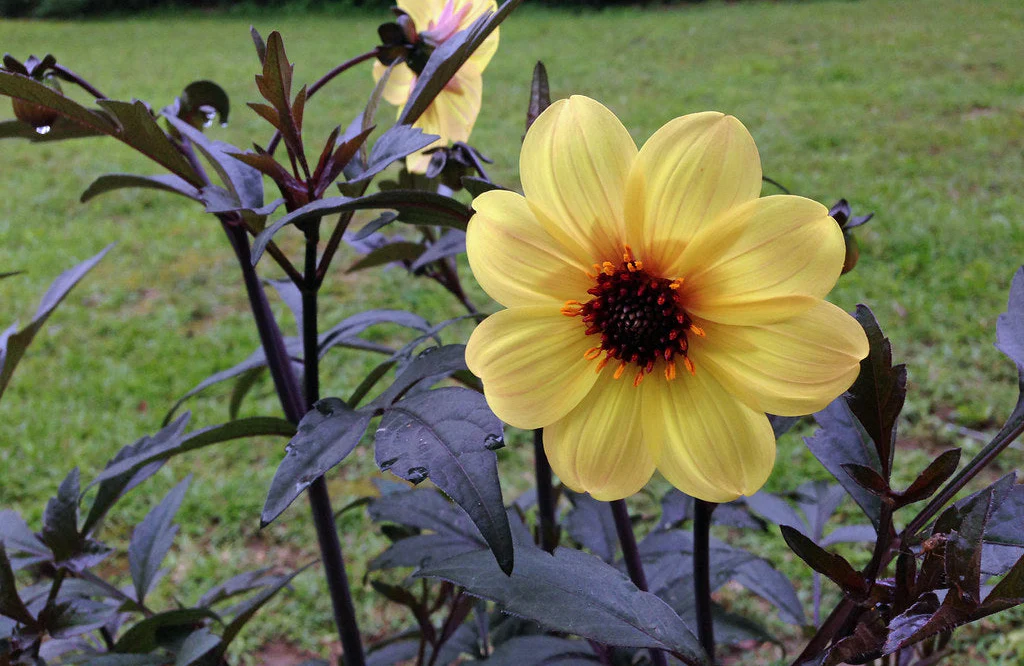 DAHLIA Mystic Illusion - Image 3