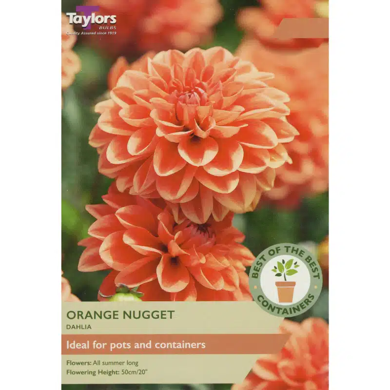 DAHLIA ORANGE NUGGET 2