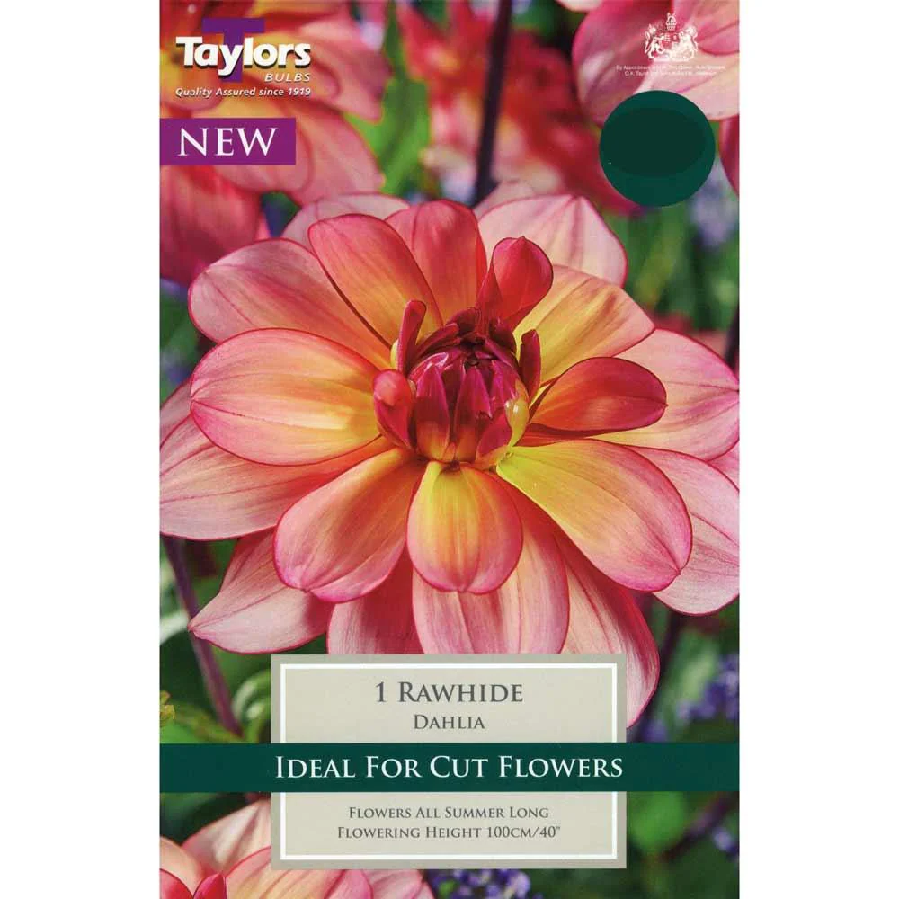 Dahlia Rawhide